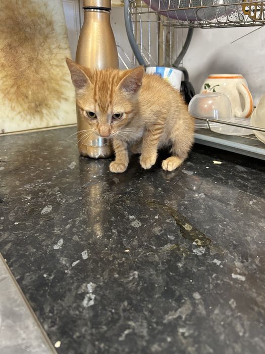 gatinhos laranja para adoção