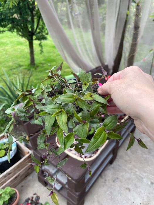 Традесканція  «Біла фата», вербейник в кашпо для тераси