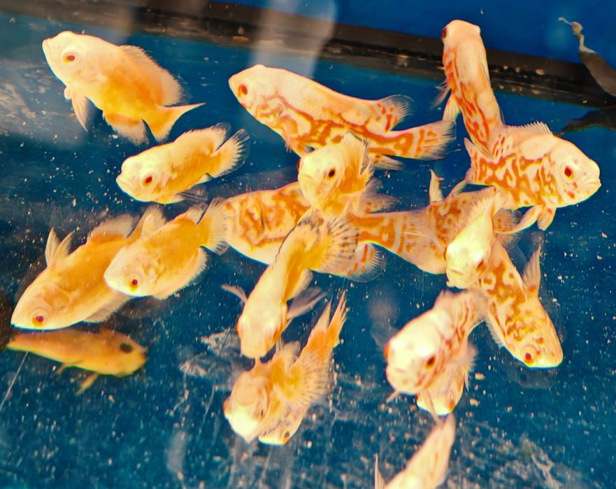 Pielęgnica pawiooka oscar red albino Aquafizz Creative