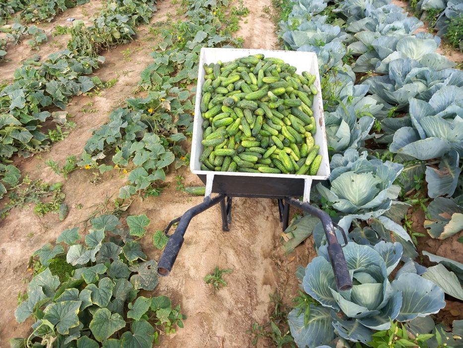 Ogórki kiszone średnie i drobne