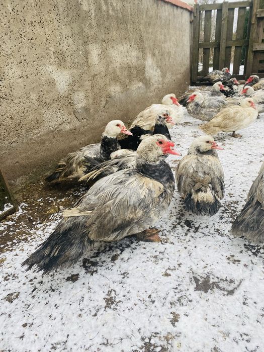 Kaczory i kaczki francuskie / piżmowe niebieskie