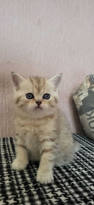 Шотландські кошенята