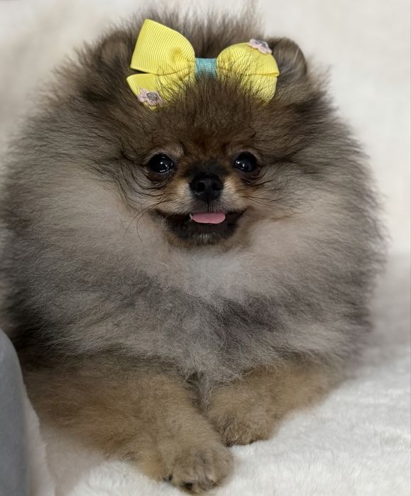Szpic miniaturowy  / pomeranian mega miś
