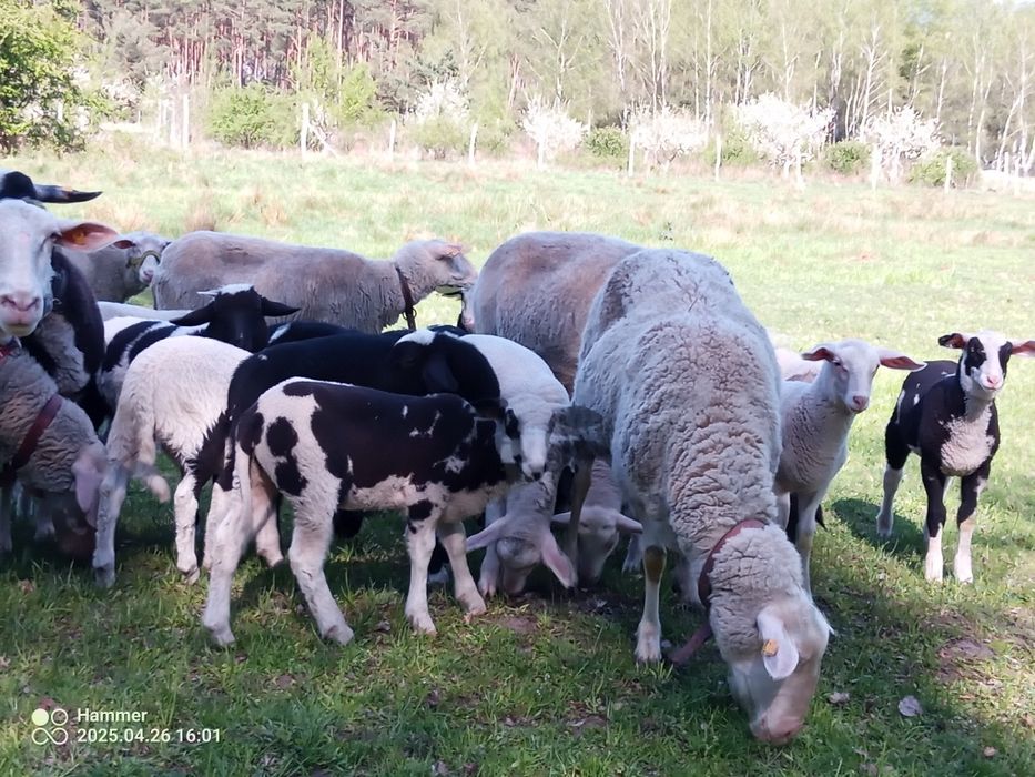 Mleko owcze, kozie, sery