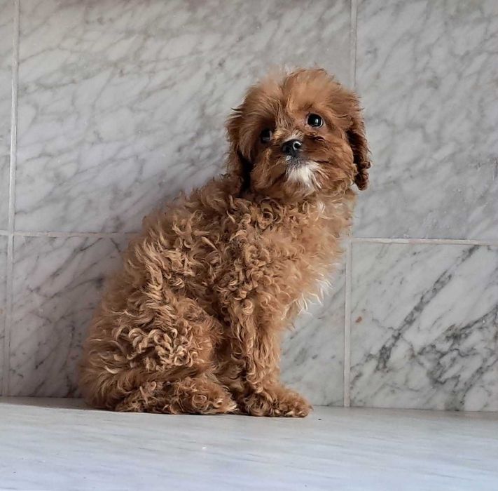 Cavapoo f1  piesek cavalier x pudel toy 12 tyg aktualne