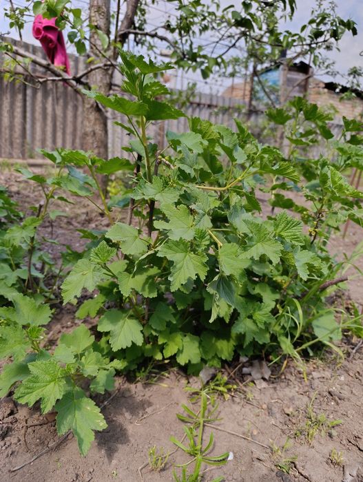 Саджанці червоної смородини, аргус, малина, суниця