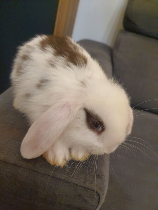 Króliki baranek miniaturka karzełek mini lop. Cena CAŁKOWITA.