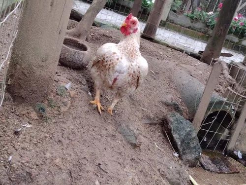 Ovos/aves raça la bresse gauloise, sedosa, codorniz