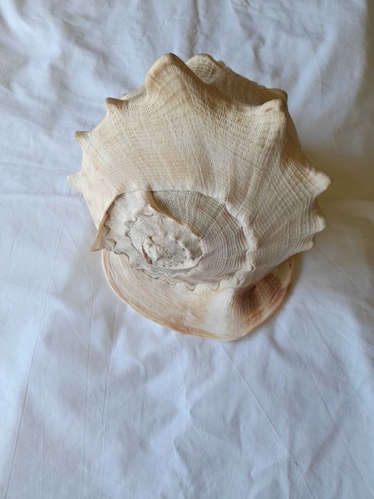 Cassis Cornuta 26cm