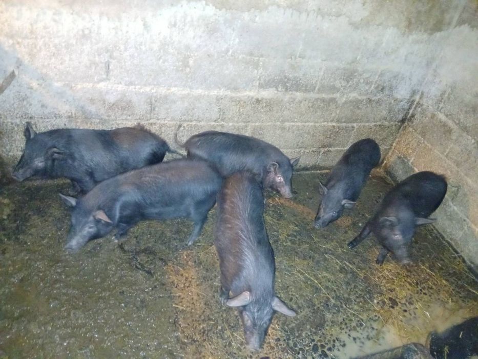 Продам свині вєтнамці