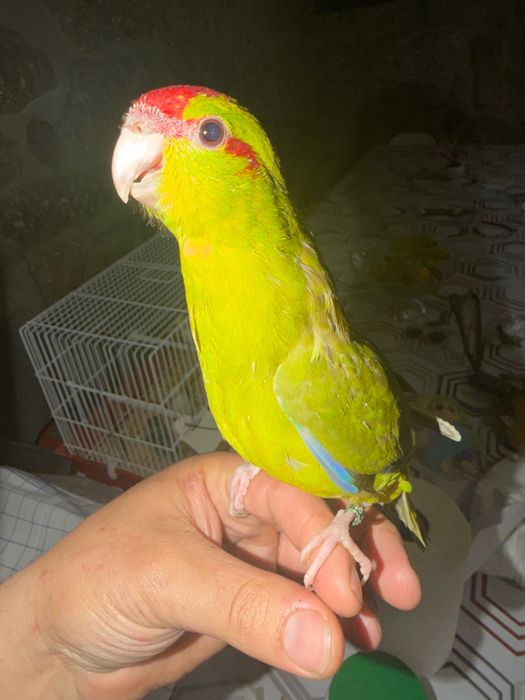 Kakariki Piriquito inglês domesticados e caturras para acabar de criar