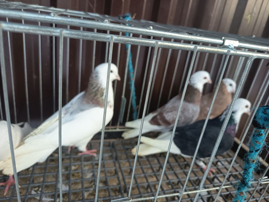 Sprzedam gołębie Czajki i białogłówki