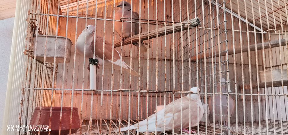 Vendo rolas de vários cores