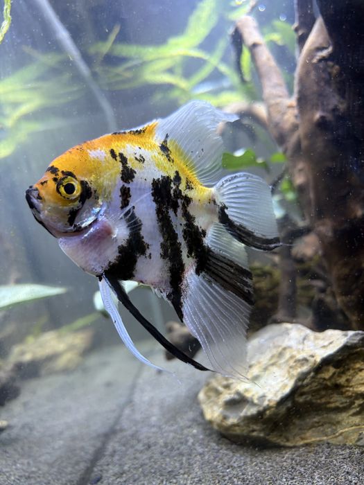 Ryba pełnowymiarowa skalar koi