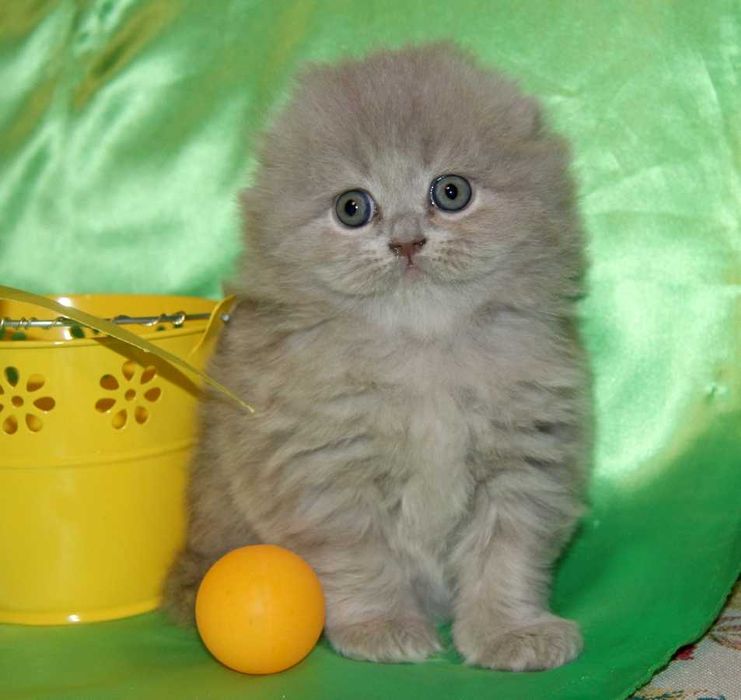 Котята шотландские вислоухие