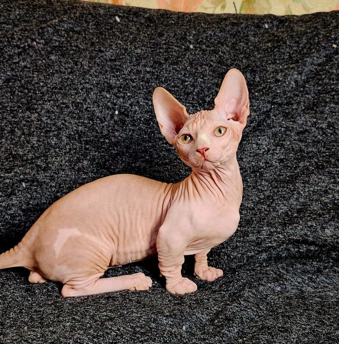 У продажу чудові котики