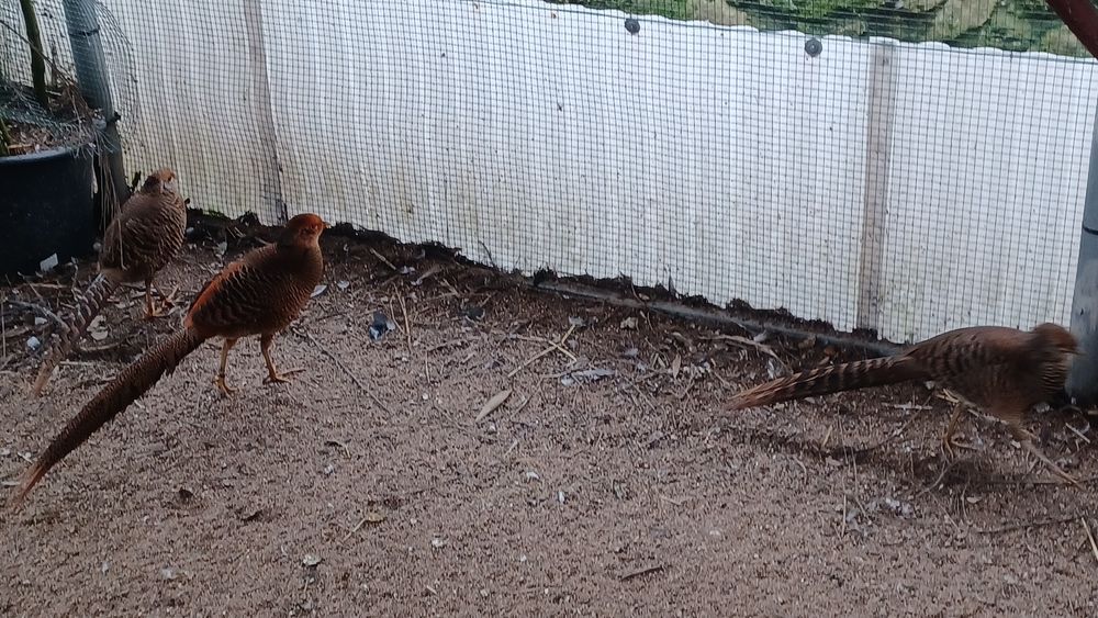 Faisões dourados de 2025