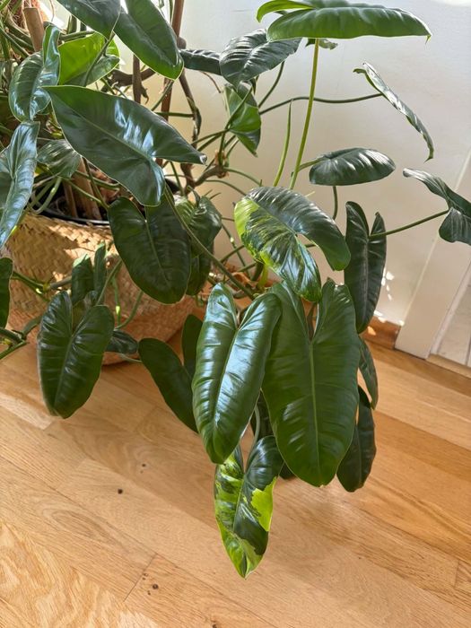 Philodendron Burle Marx Variegata
