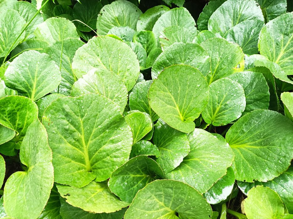 Bergenia ogrodowa 10 szt