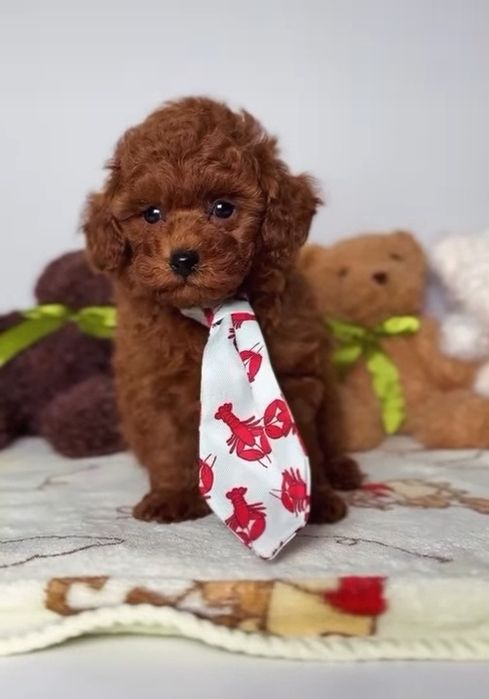 Красавчік ред браун.той Пудель