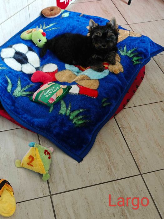 Szczeniak Yorkshire Terrier Gotowy do odbioru