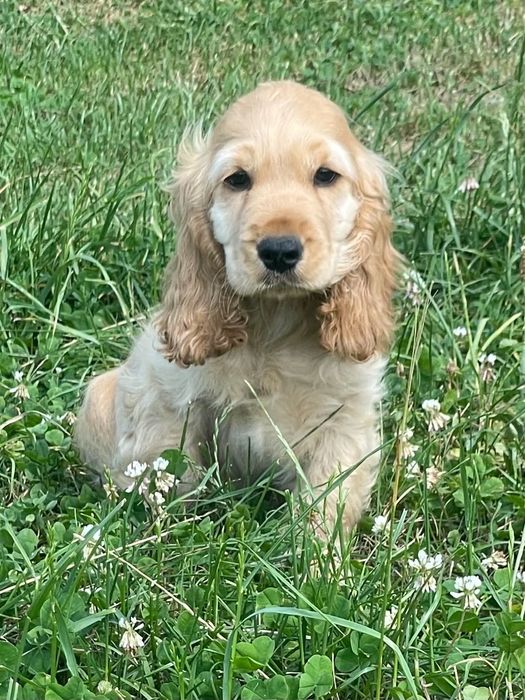 Cocker Spaniel Angielski z legalnej hodowli