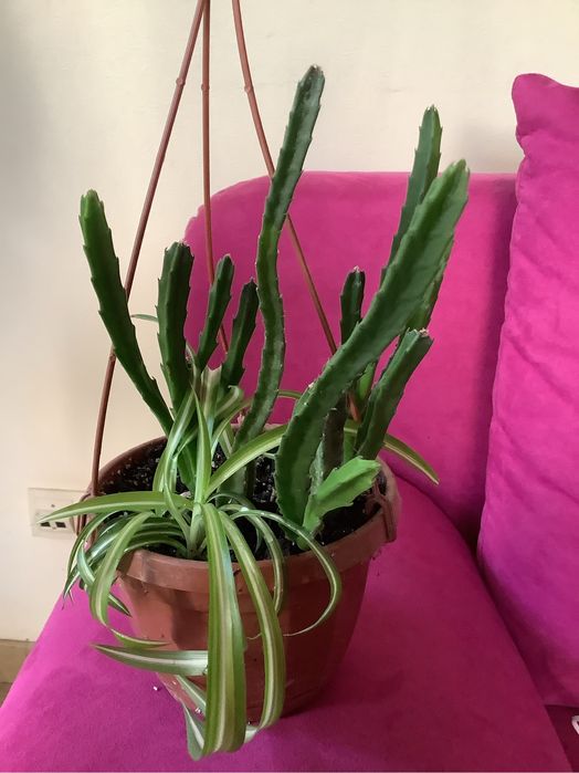 Стапелія grandiflora