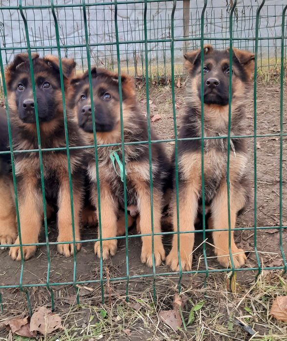 Віддані та сміливі німецькі вівчарки