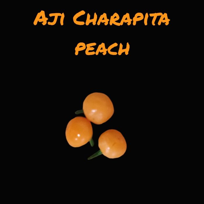 Vendo sementes de malaguetas raras