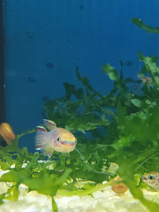 Killiie gardneri macho