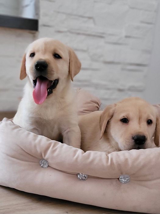 Labrador Retriever Śliczny Polecam