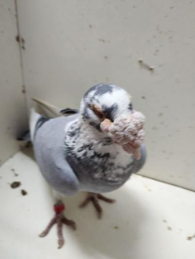 Gołąb staropolski samiec 2023