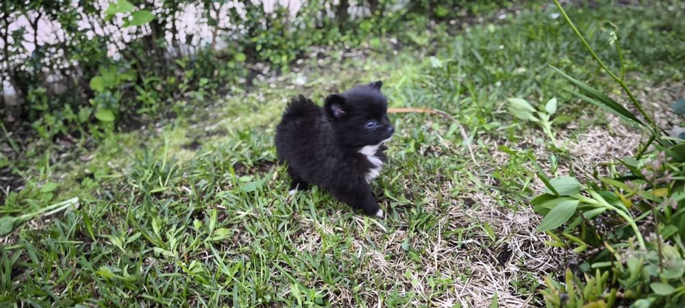 Spitz alemão anão Lulu da Pomerânia hiper miniatura criado em ambiente