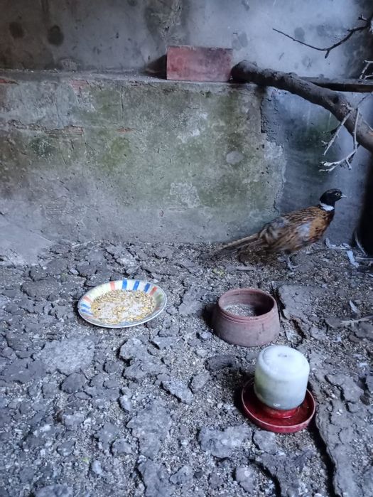 Galinha pato real