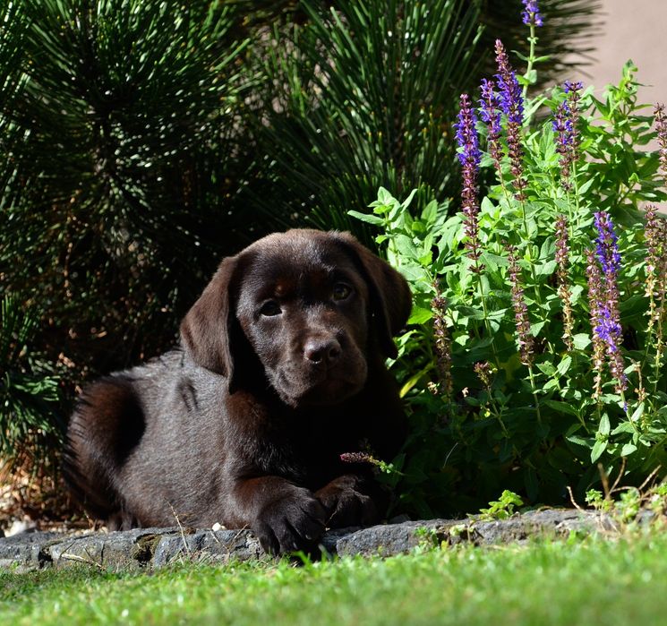 Labrador retriever FCI  SUCZKA