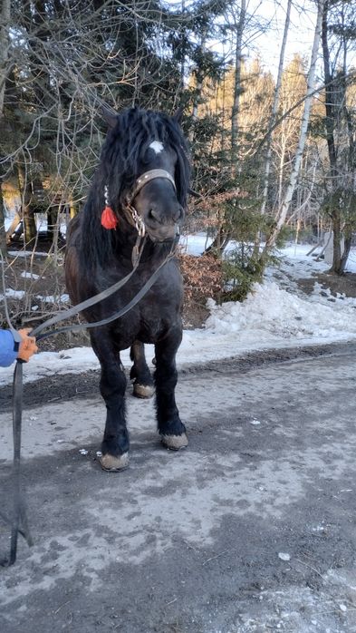 Ogier Zimnokrwisty Kary Stanówka