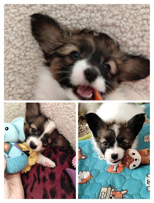 Три дівчинки на вибір. Папільон, папийон, папильон