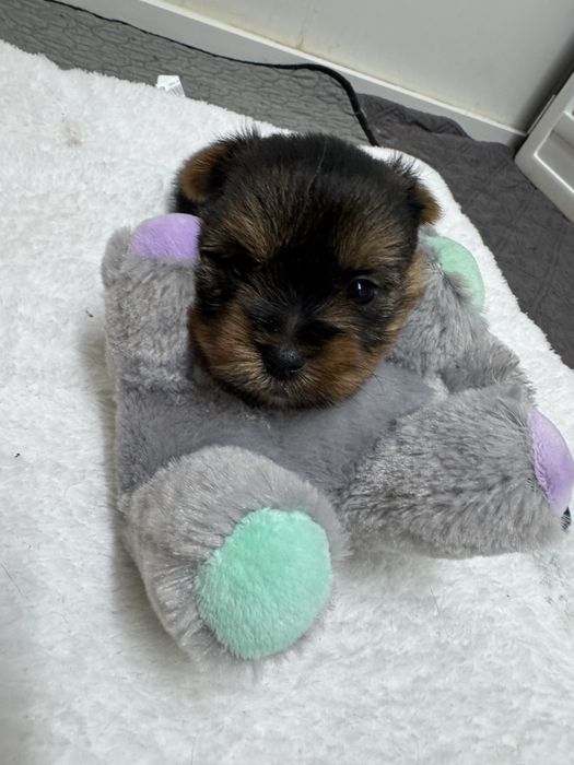 Yorkshire Terrier linha Russa