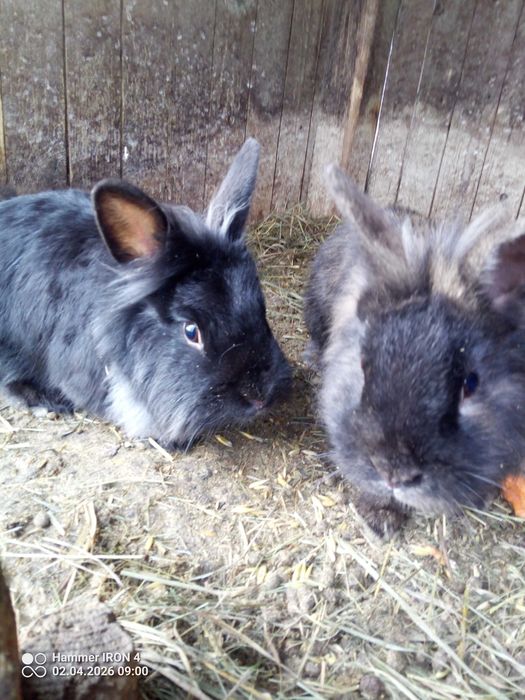 Króliki Miniaturki Lewki