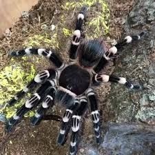 Acanthoscuria Geniculata  - Ptasznik białokolanowy  - SAMICA