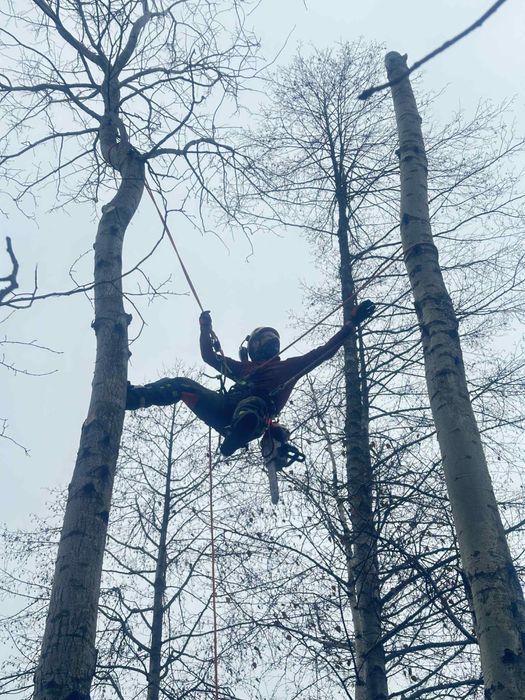 Wycinka drzew Włocławek, Toruń, Płock