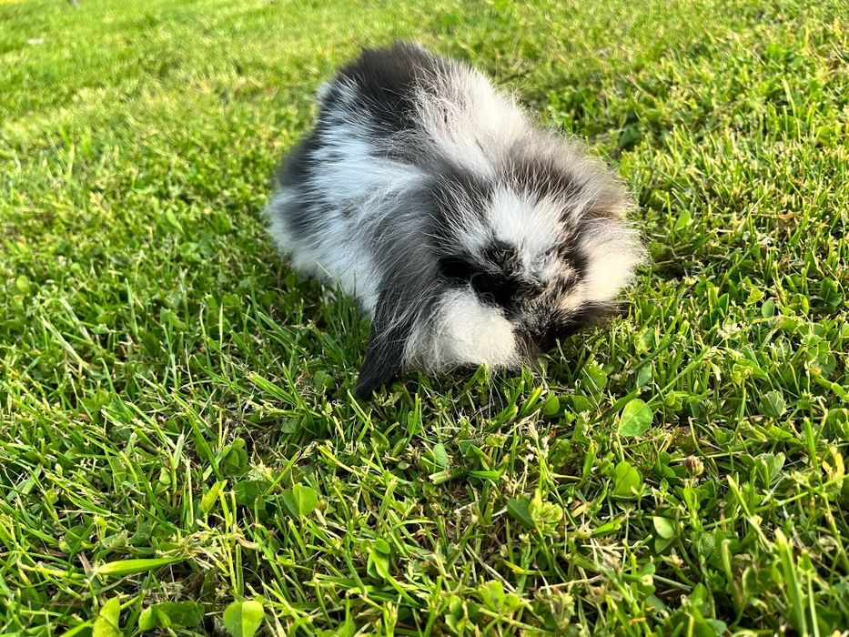 Króliczki miniaturki mini lop (baranek )