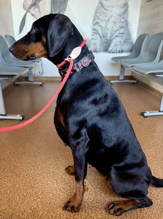 Już są-FCI DOBERMAN suczka zkwp