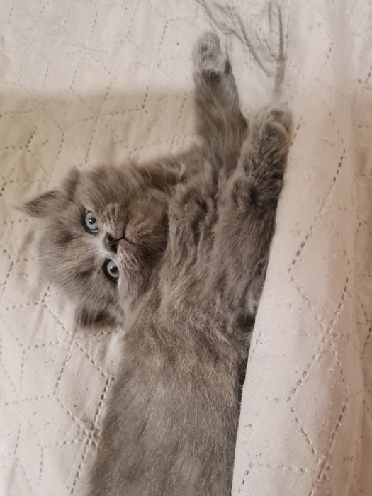 Шотландські кошенята