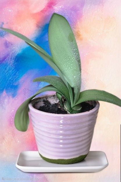 Екзотична кімнатна рослина для вашого інтер’єру