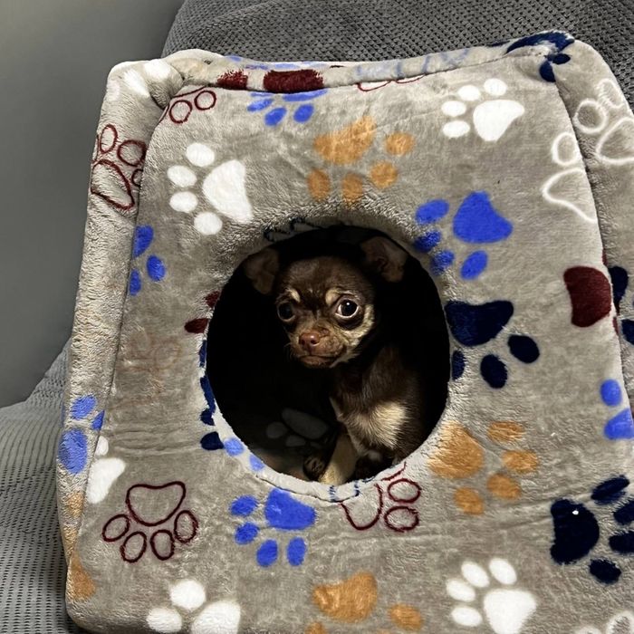 Будиночок, домик для собак та котів