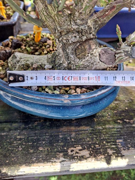 Bonsai Euonymus Europea