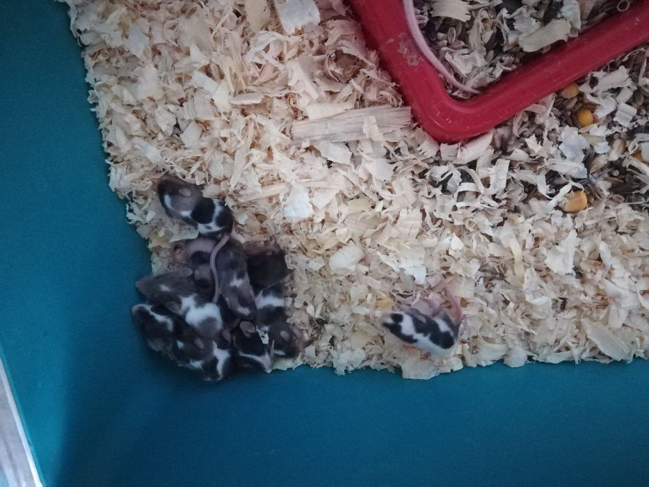 Myszki,myszy w różnych kolorach