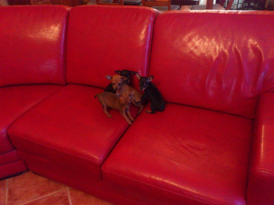 Pinscher super miniatura MACHO