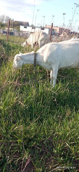 Коза, кізка, дійна зааноламанча.